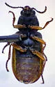 Pseudasydates inyoensis - photo 2