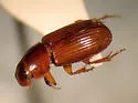 Pseudataenius socialis - photo 2