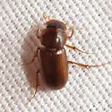 Pseudataenius socialis - photo 4