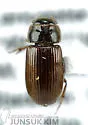 Pseudataenius socialis - photo 5