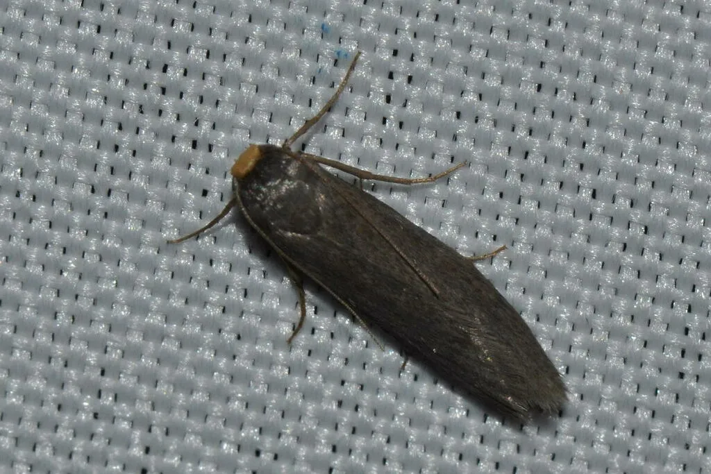 Agnoea flavifrontella - photo 2