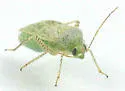 Cotton Fleahopper - Pseudatomoscelis seriatus