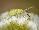 Cotton Fleahopper - photo 3