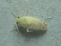 Cotton Fleahopper - photo 4
