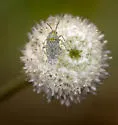 Cotton Fleahopper - photo 5