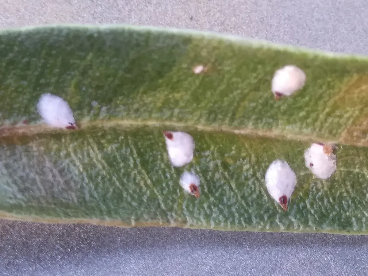False Oleander Scale - photo 2