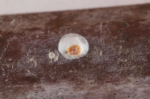 White Peach Scale