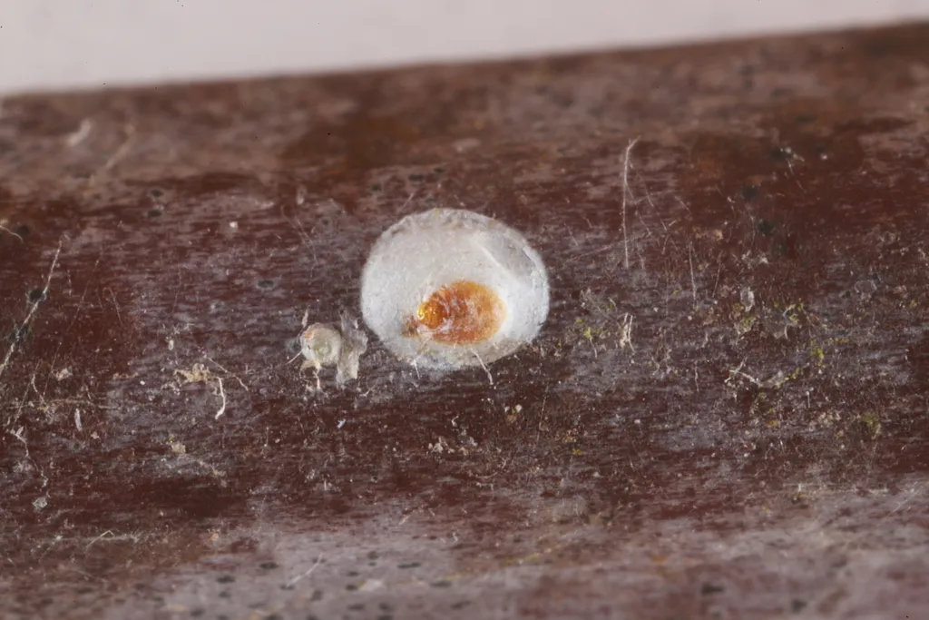 White Peach Scale - photo 2
