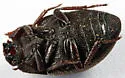 Pseudephalus brevicornis - photo 2