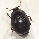 Pseudepierus gentilis