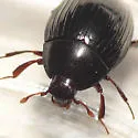 Pseudepierus gentilis - photo 2