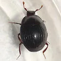 Pseudepierus gentilis - photo 3