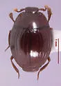 Pseudepierus gentilis - photo 4