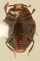 Pseudepierus gentilis - photo 5