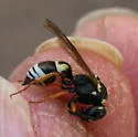 Pseudepipona herrichii - photo 2