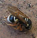Pseudepipona herrichii - photo 3