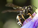 Pseudepipona herrichii - photo 4
