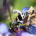 Pseudepipona herrichii - photo 5