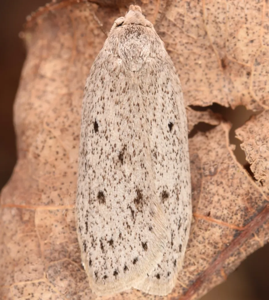 Pseuderotis obiterella - Hodges#1009 - photo 2