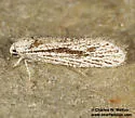 Pseudethmia protuberans - Hodges#1008