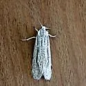 Pseudethmia protuberans - Hodges#1008 - photo 4