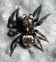Pseudeuophrys erratica - photo 2