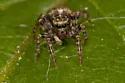 Pseudeuophrys erratica - photo 3