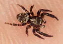 Pseudeuophrys erratica - photo 4