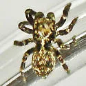 Pseudeuophrys erratica - photo 5