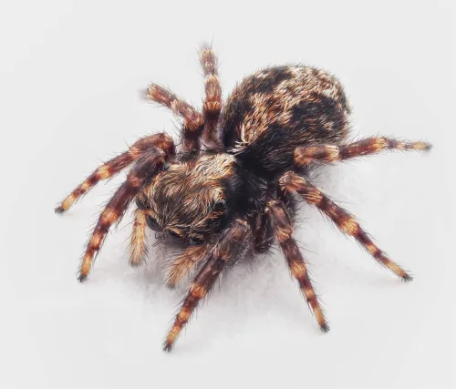 Pseudeuophrys lanigera