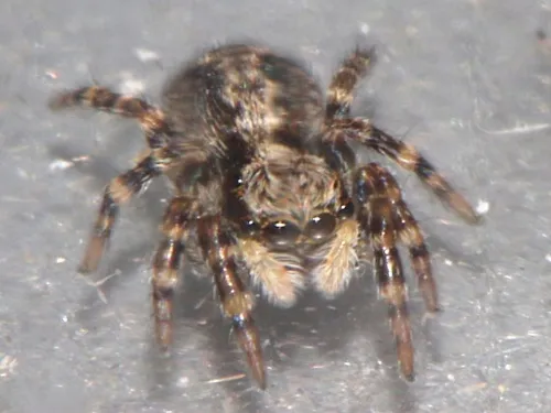 Pseudeuophrys lanigera - photo 2