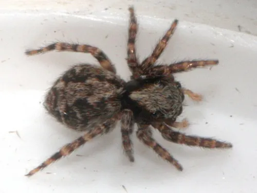 Pseudeuophrys lanigera - photo 3