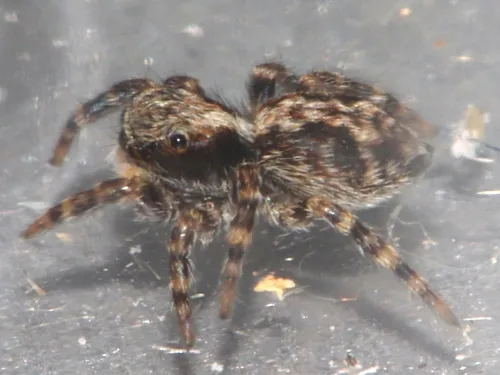 Pseudeuophrys lanigera - photo 4