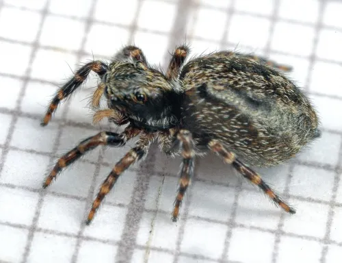Pseudeuophrys lanigera - photo 5
