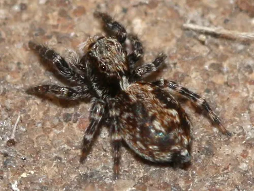 Pseudeuophrys lanigera - photo 6