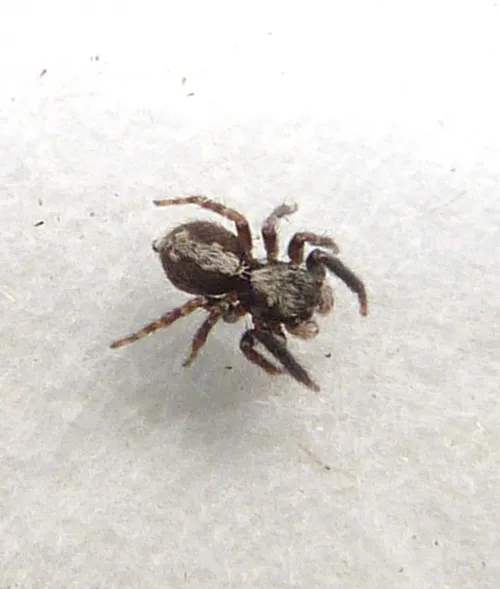 Pseudeuophrys lanigera - photo 8