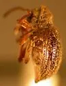 Pseudeurostus kelleri - photo 2