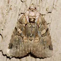 Pseudeustrotia indeterminata - Hodges#9054 - Pseudeustrotia indeterminata