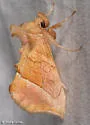 Pseudeva palligera - Hodges#8900 - Pseudeva palligera