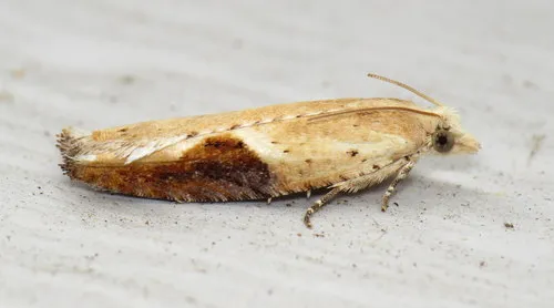 Pseudexentera costomaculana - Hodges#3257