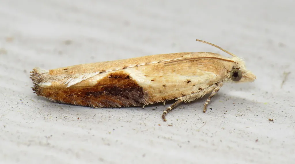 Pseudexentera costomaculana - Hodges#3257 - photo 2