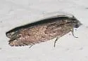 Shagbark Hickory Leafroller - Hodges#3246