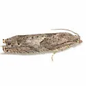 Shagbark Hickory Leafroller - Hodges#3246 - photo 2