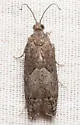 Shagbark Hickory Leafroller - Hodges#3246 - photo 3