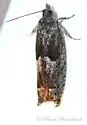 Shagbark Hickory Leafroller - Hodges#3246 - photo 4