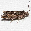 Pseudexentera faracana - Hodges#3253