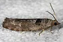 Pseudexentera habrosana - Hodges#3256