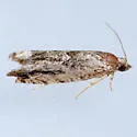 Pseudexentera haracana - Hodges#3252