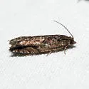 Pseudexentera haracana - Hodges#3252 - photo 2