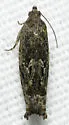 Pseudexentera haracana - Hodges#3252 - photo 4